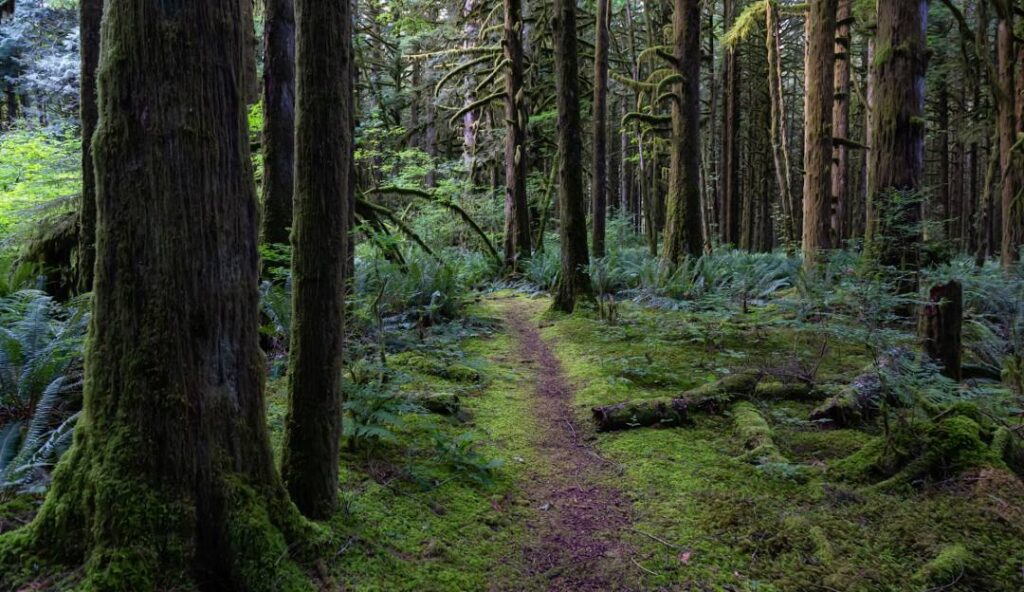 Golden Ears Provincial Park
